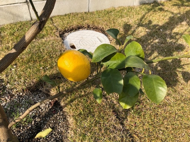 レモンの木を 飯塚店