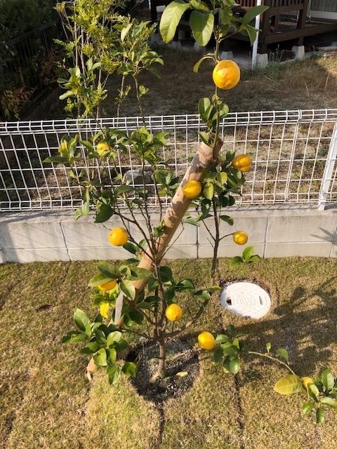 レモンの木を 飯塚店