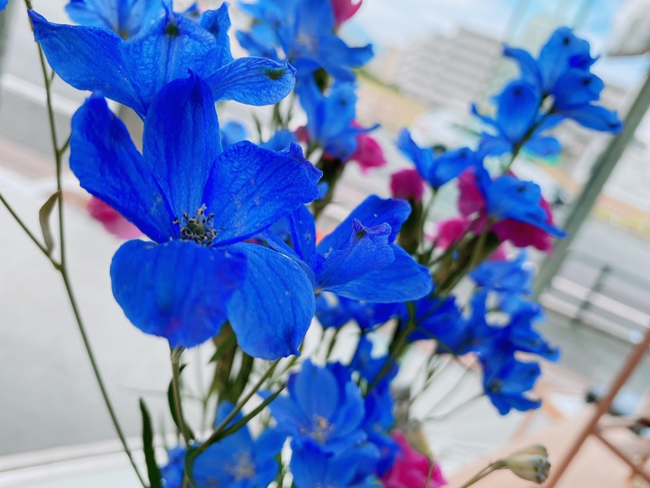 原店 今週のお花紹介