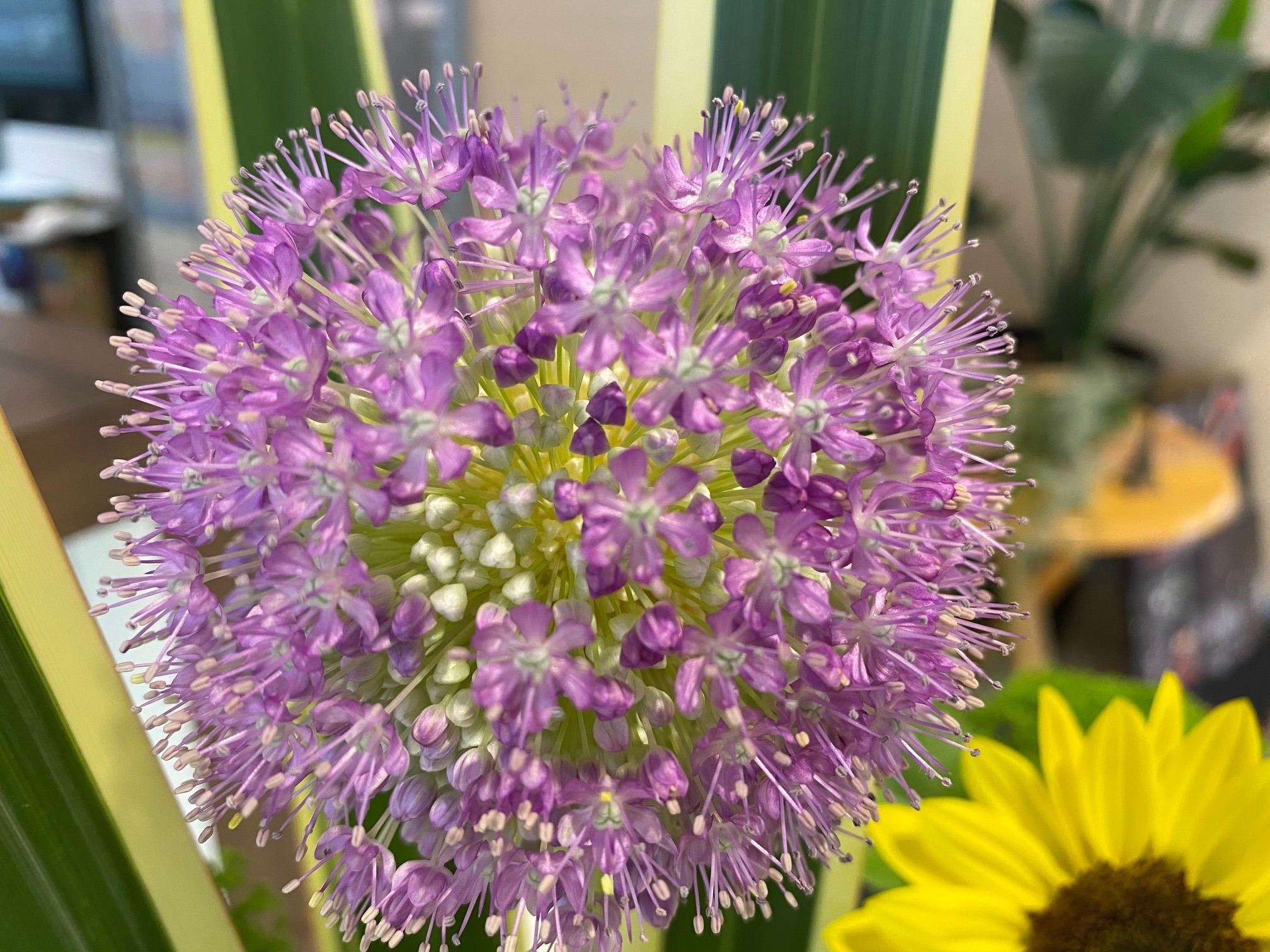 今回のお花