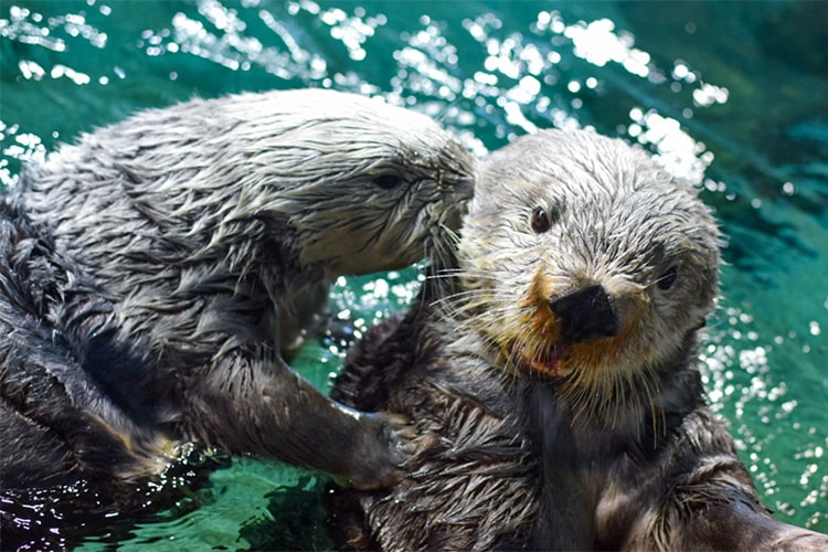 サマーキッズ 自由研究 マナちゃんとリロくん