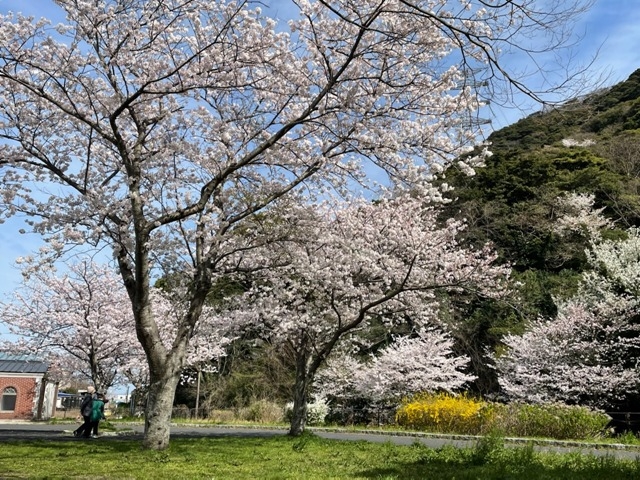 小倉店 お花見