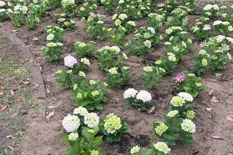 グリーンキャンペーン